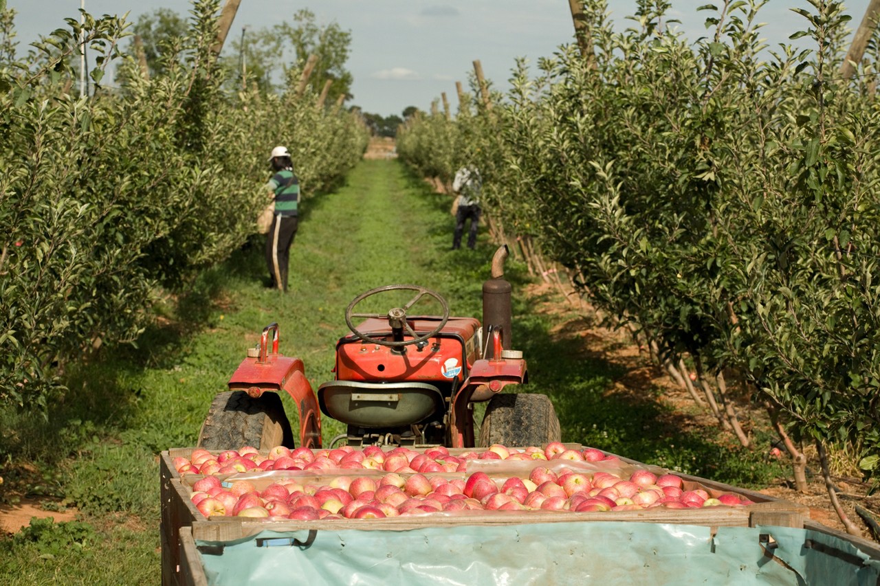 Pumped irrigation being used in an orchard